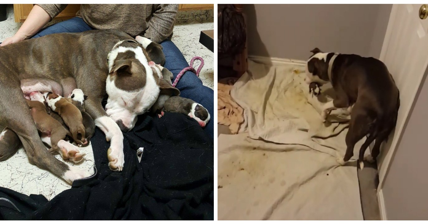 Eine trächtige Hündin vertraut ihre 11 Babys der Frau an, die sie kurz vorher bei sich aufgenommen hatte