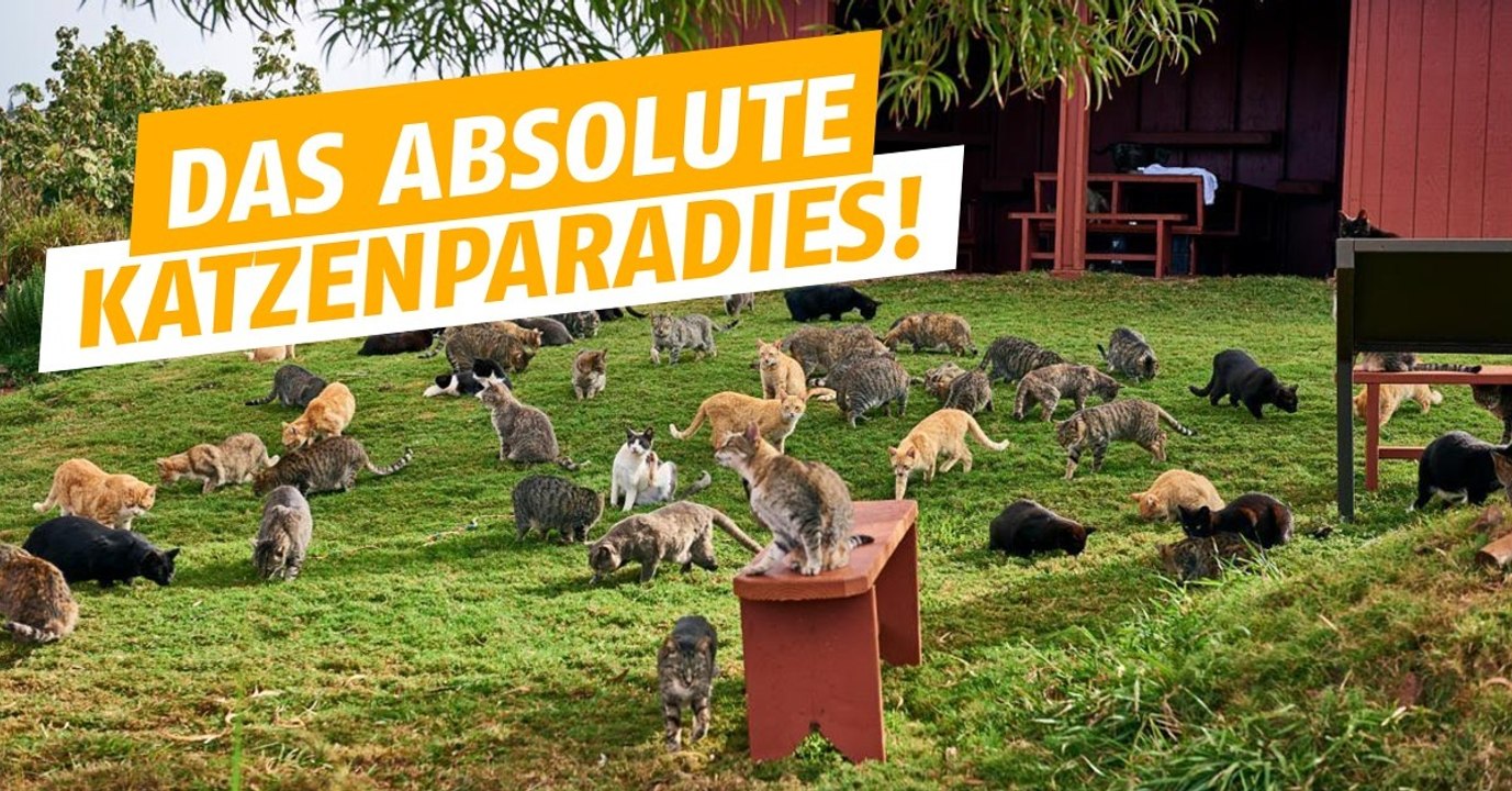 Das Lanai Cat Sanctuary in den USA beherbergt viele Katzen und kümmert sich liebevoll um sie!