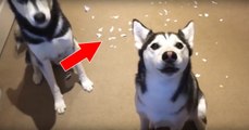 Diese beiden Hunde haben etwas ausgefressen, doch ihre Reaktion ist der Wahnsinn!