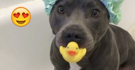 Download Video: Wie dieser Pitbull seine Dusche genießt, wird euch den Tag versüßen! Achtet darauf, was er mit seinem Quietscheentche macht!