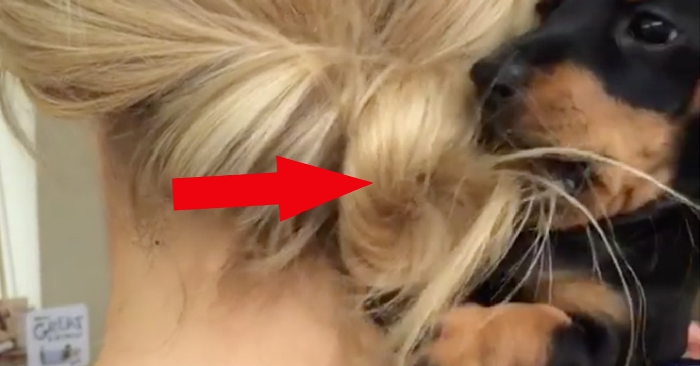 Der kleine Dackel möchte an die Haarspange. Was gleich passiert, ist einfach zu süß!