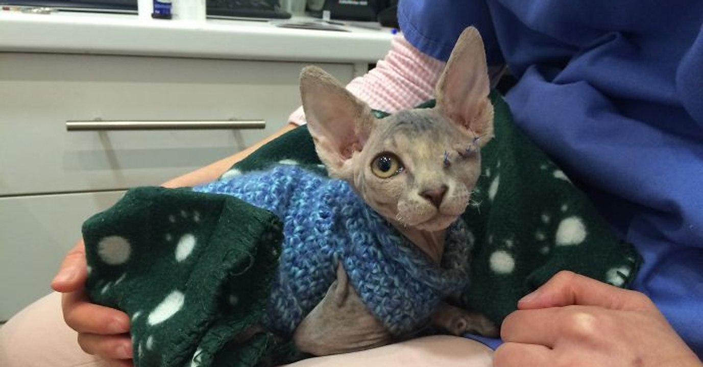 Eine einäugige Katze wird die beste Freundin des Pitbulls der Familie