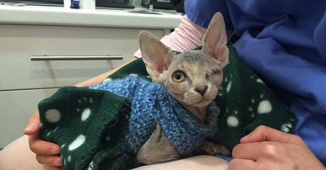 Eine einäugige Katze wird die beste Freundin des Pitbulls der Familie