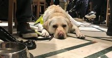 Feindseligkeit gegenüber Schwerbehinderten: Ein blinder Londoner filmte alle seine Ausflüge mit seinem Blindenhund