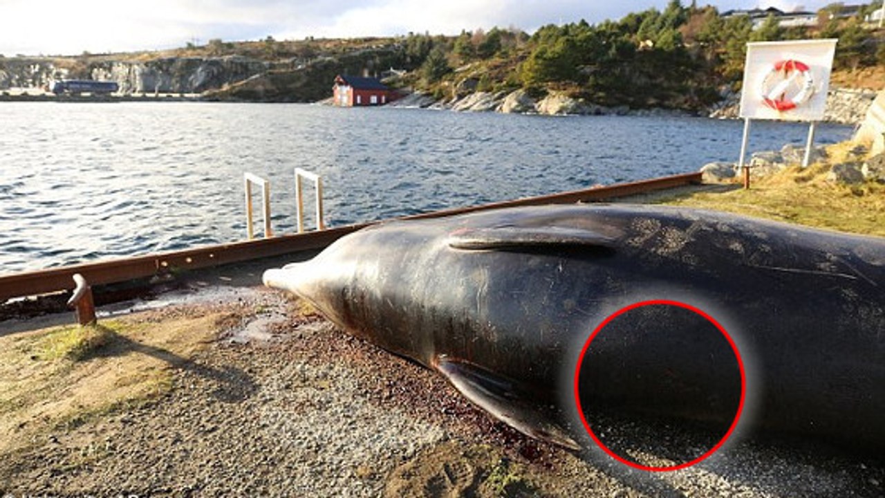 Im Magen eines in Norwegen gestrandeten Wals finden Forscher mehr als 30 Plastiksäcke!