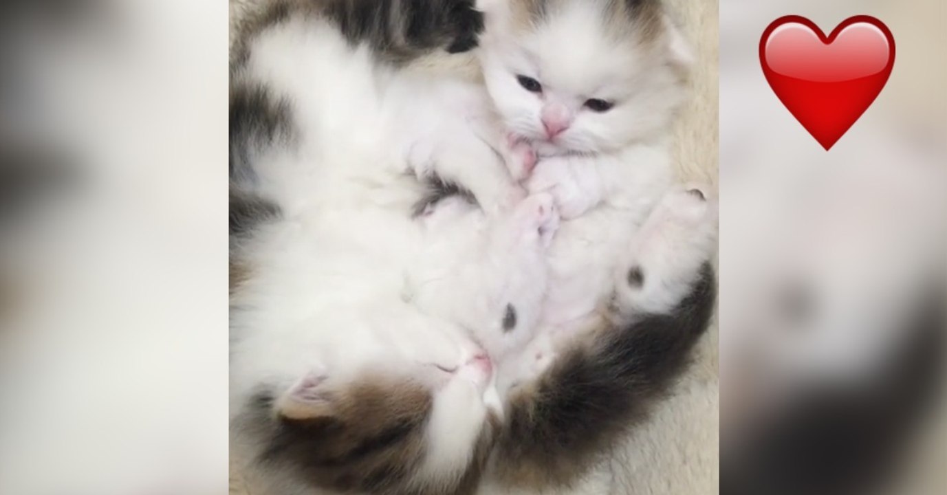Diese beiden Kätzchen sollen schlafen, doch achte auf das kleine rechts! Einfach zu süß!