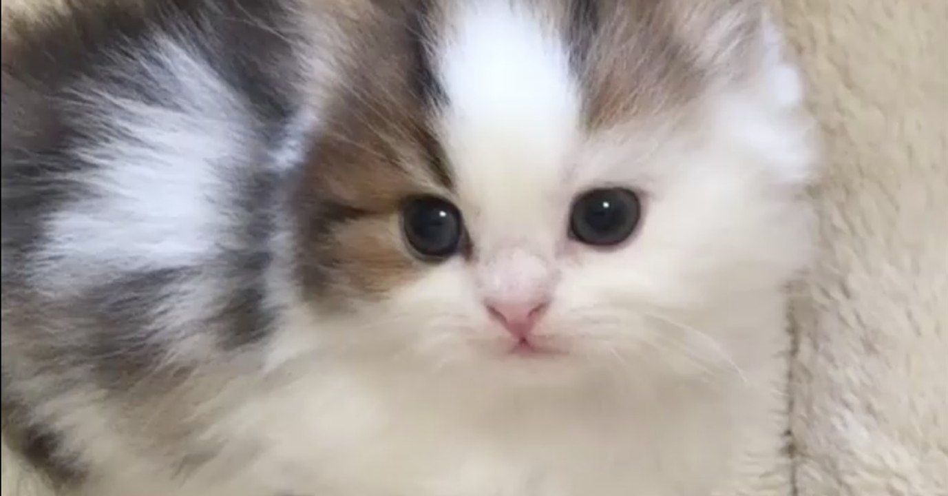 Dieses flauschige Kätzchen ist das süßeste, was ihr heute sehen werdet! Ihr werdet euch verlieben!