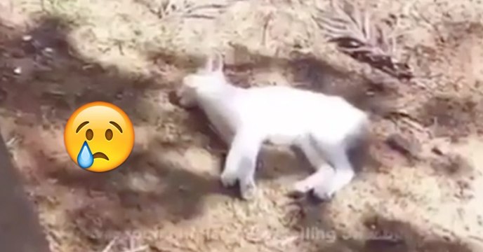 Das Kätzchen fällt vom Balkon und kann sich nicht mehr bewegen. Doch dann passiert, womit keiner mehr gerechnet hat!