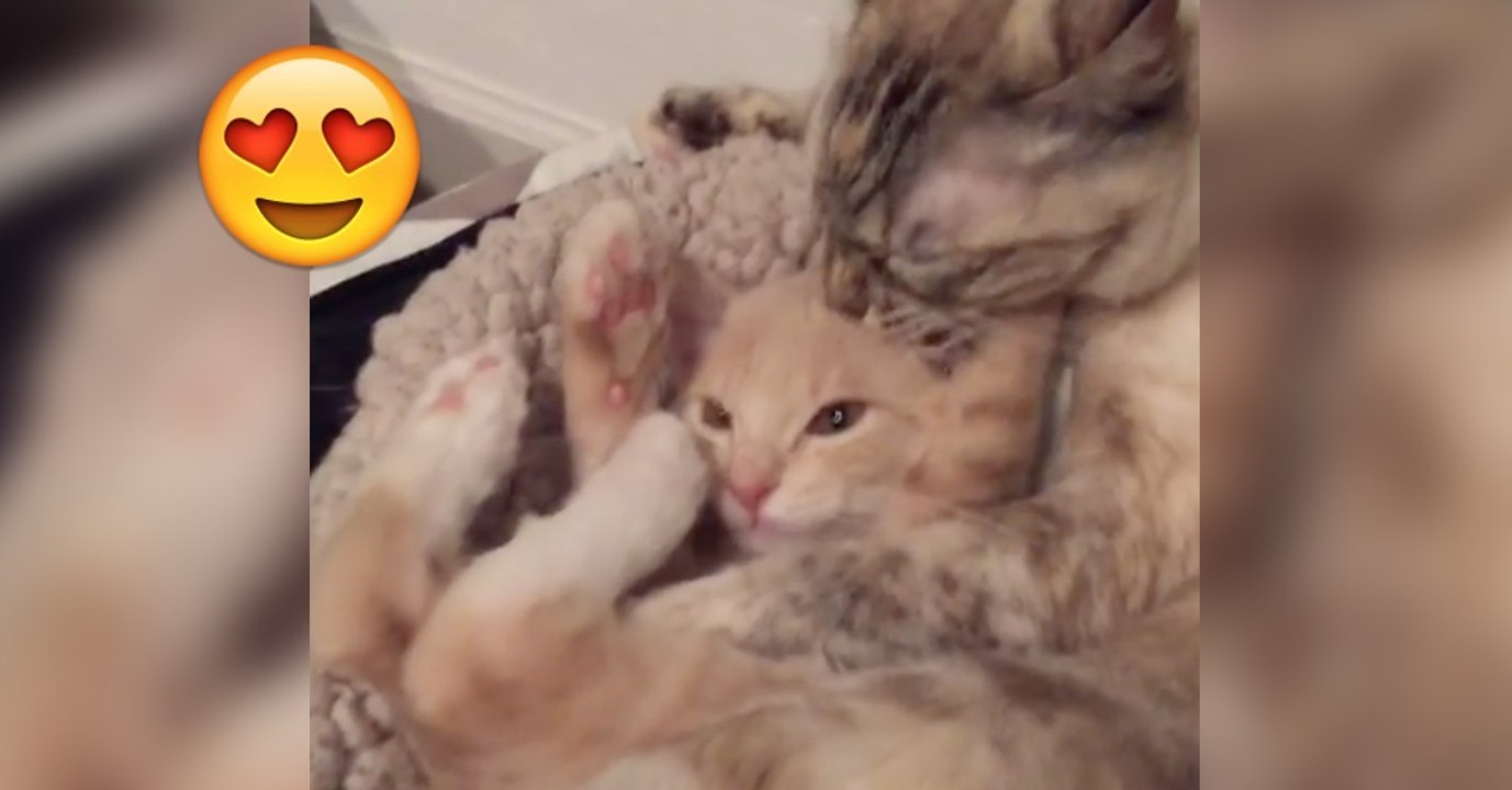 Die Mama putzt ihr Kleines. Doch seine Reaktion ist einfach genial!