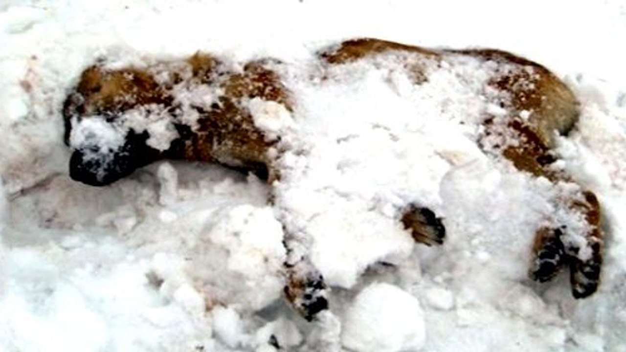Ein mann rettet einen im schnee fast erfroreren ausgesetzten welpen