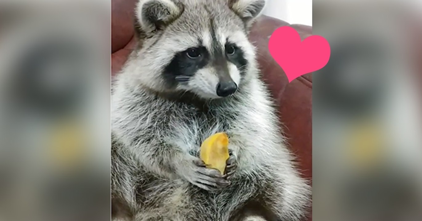 Wie dieser Waschbär seinen Snack genießt, ist die entspannendste Sache, die ihr heute sehen werdet!
