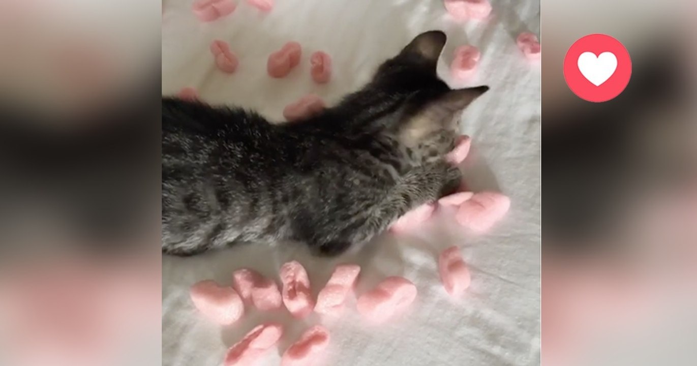 Frauchen hat ein Paket bekommen. Doch was das Kätzchen damit macht, ist einfach witzig!