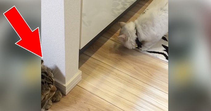 Als das Kätzchen seine Mama entdeckt, erschreckt es sich total süß! Das müsst ihr euch ansehen!