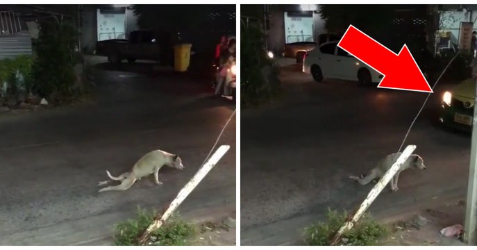 Niemand möchte dem armen, behinderten Hund helfen, doch dann passiert, woran keiner geglaubt hat!