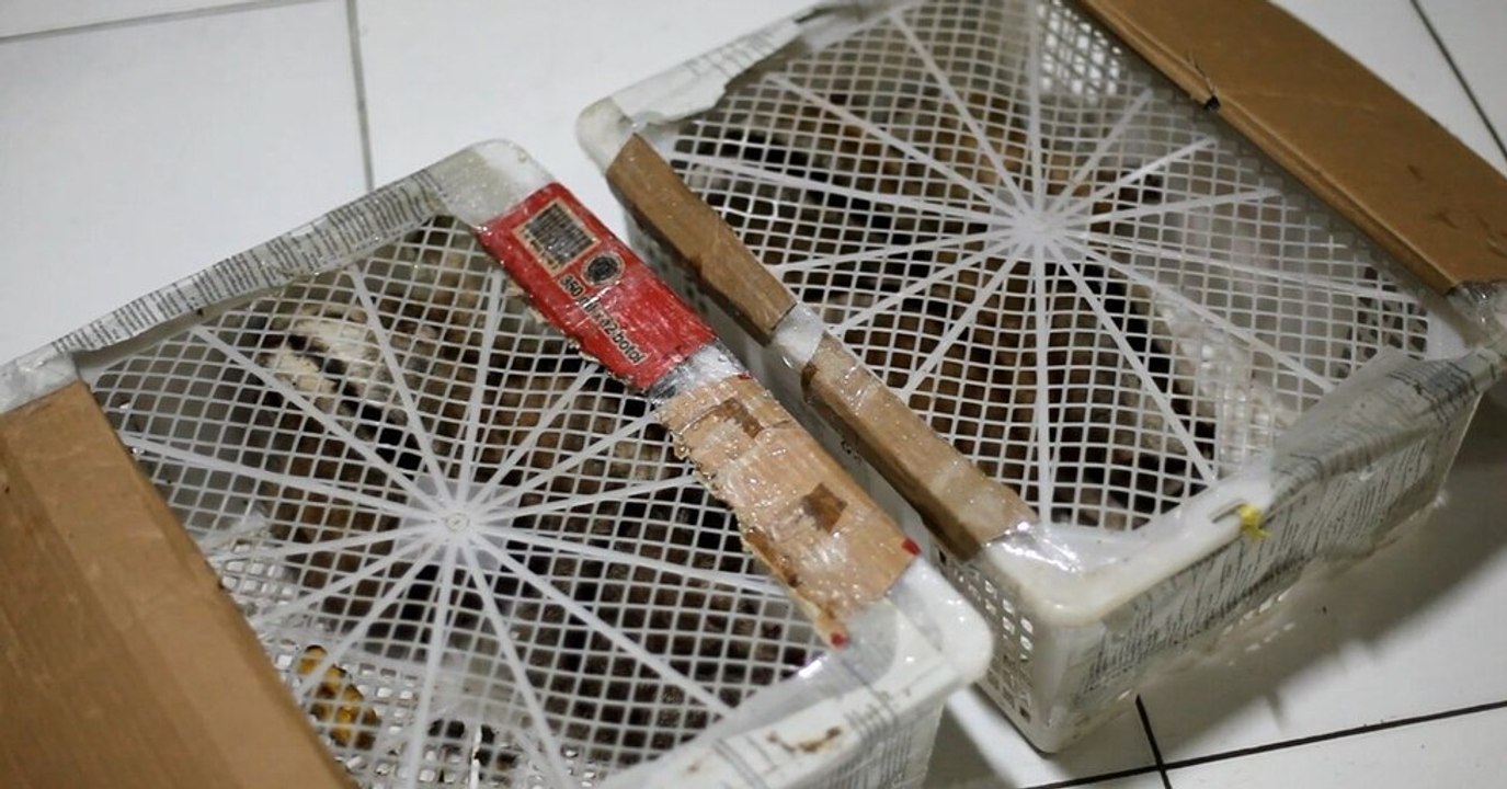 Indonesien: Auf Java entdeckt die Polizei acht Loris, die zum Verkauf auf dem Schwarzmarkt vorgesehen waren