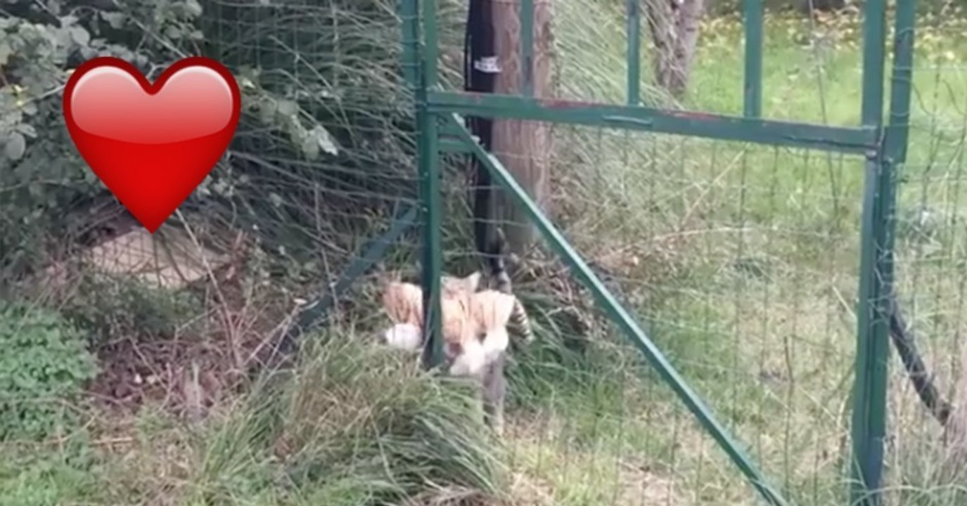 Diese Katze hat einen ganz besonderen Freund. Einfach genial!