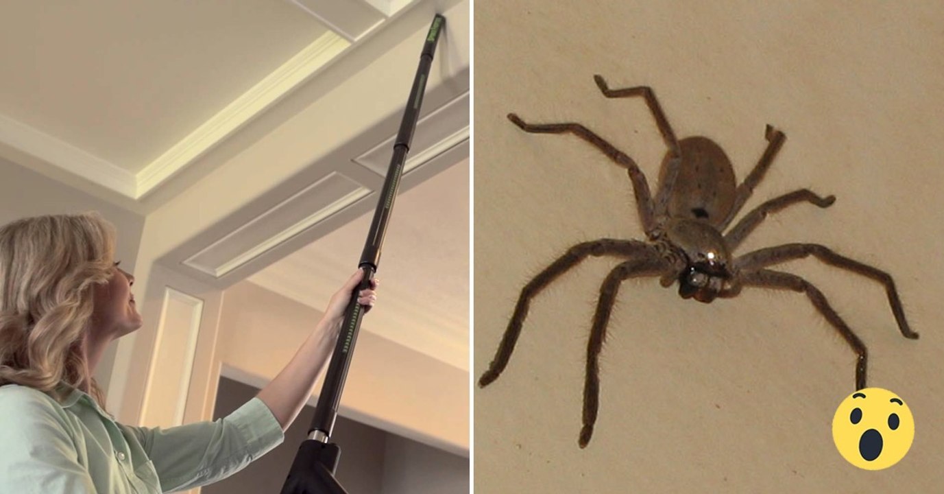 Unglaublich! Das passiert wirklich mit Spinnen im Staubsauger...