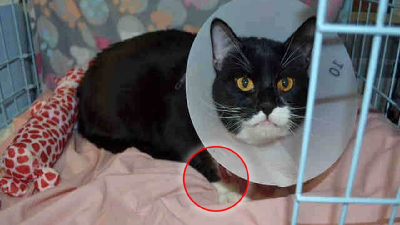 Eine Frau rettet einen Kater, dem die Krallen gezogen worden waren