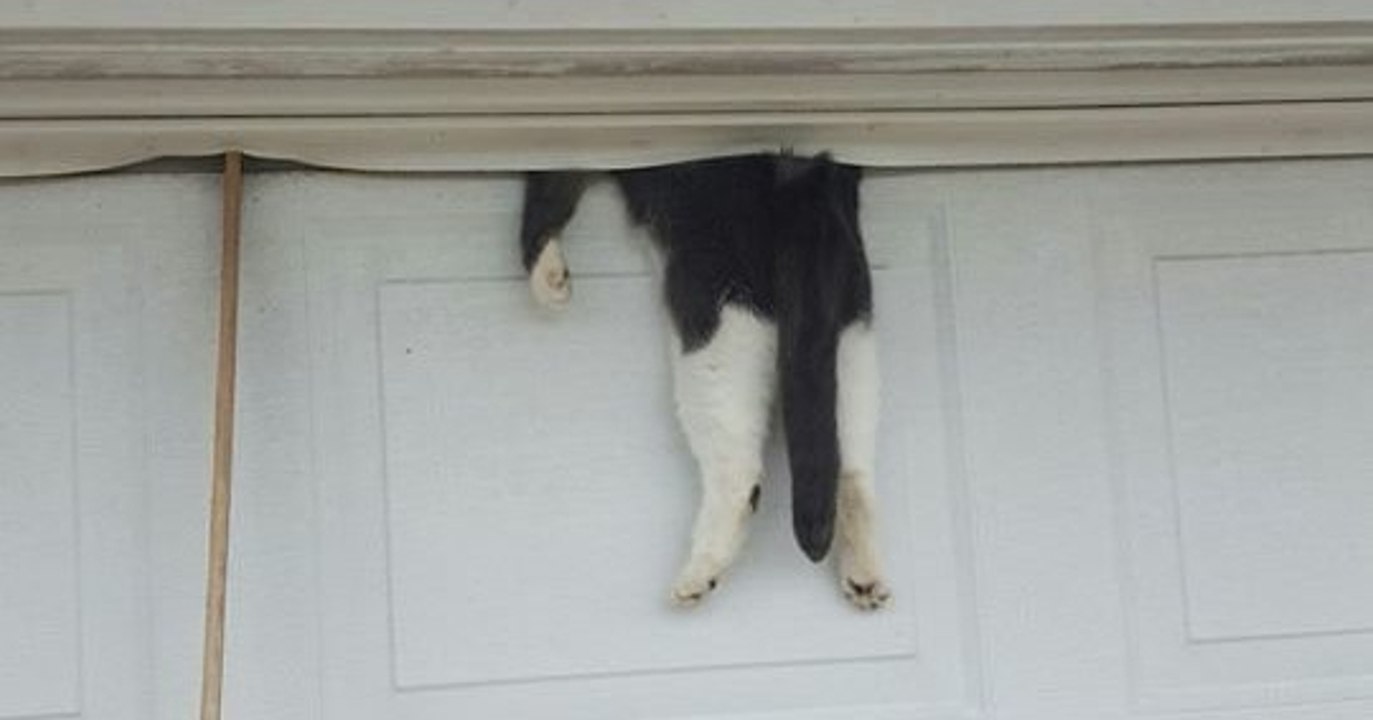Ein Polizist rettet eine in einem Garagentor eingeklemmte Katze