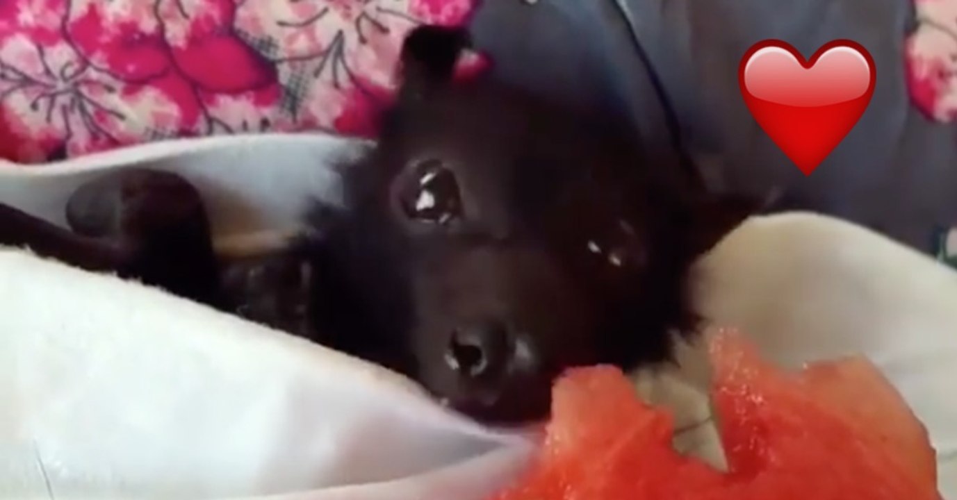 Die kleine Fledermaus ist ganz verrückt nach Wassermelone. Ihre Reaktion ist einfach der Wahnsinn!