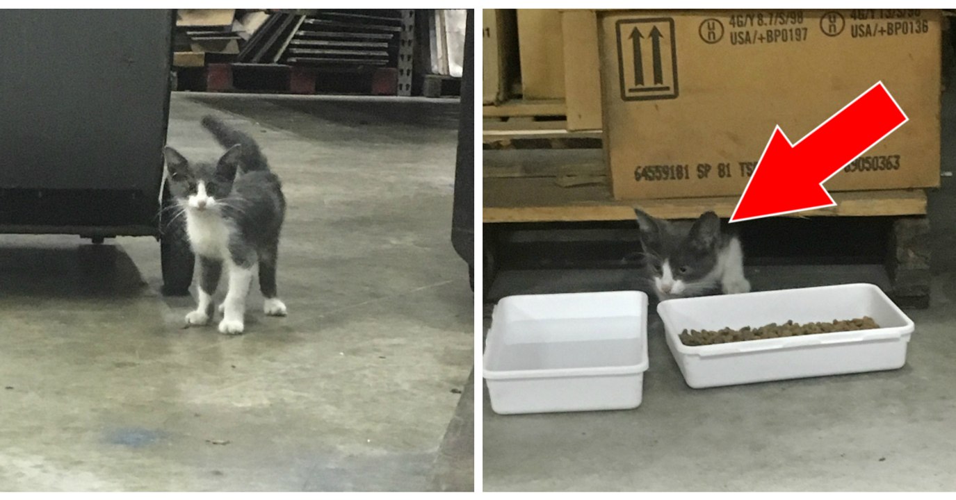 Er findet dieses verlassene Kätzchen in einem Lagerhaus, doch dann...