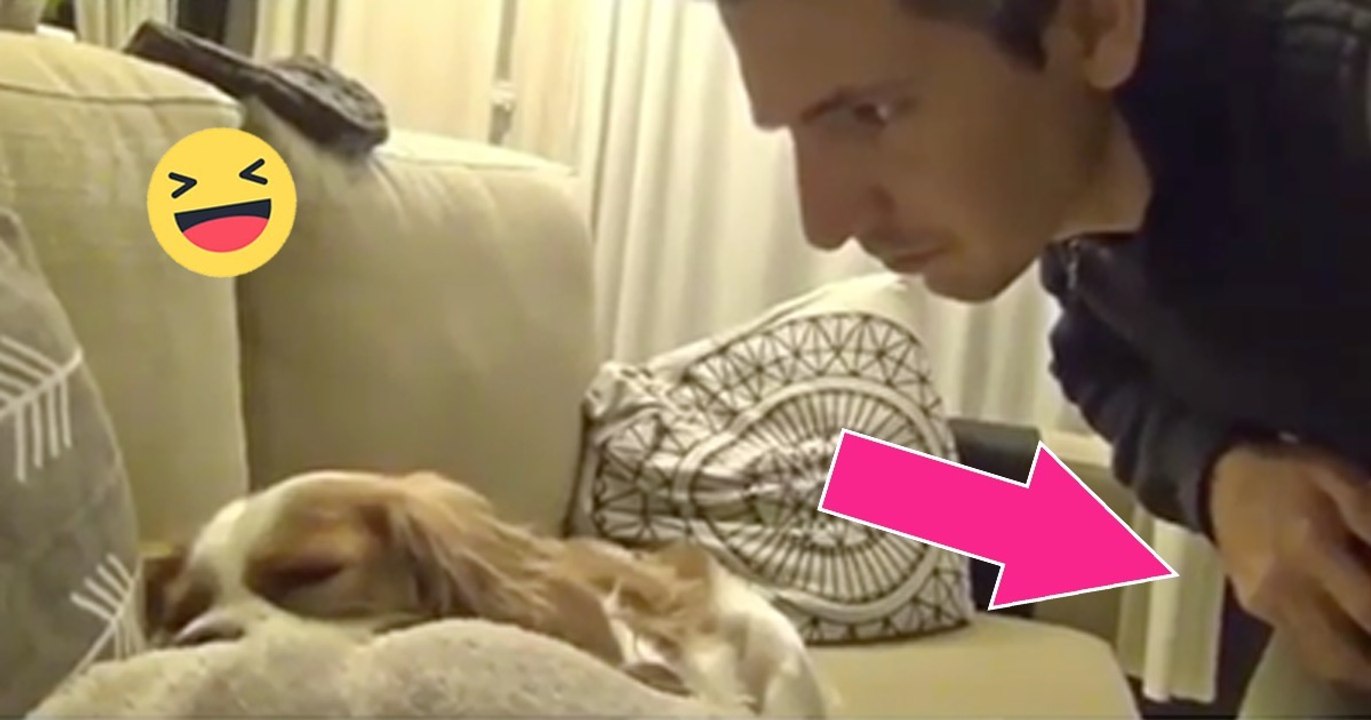Sein Hund schnarcht unglaublich laut. Was er gleich macht, ist einfach nur witzig!