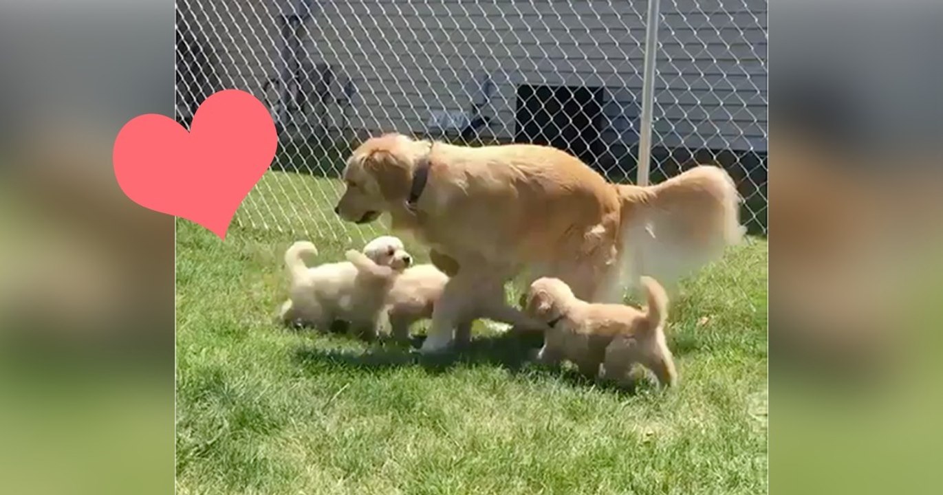 Mama möchte ihre Ruhe haben, doch die Kleinen haben da eine andere Meinung! Einfach zu goldig!