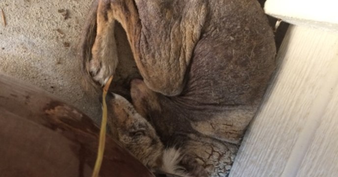 Sie sieht eine eingerollte Kugel vor ihrer Haustür. Erst als sie sich bewegt, erkennt die Frau die Wahrheit