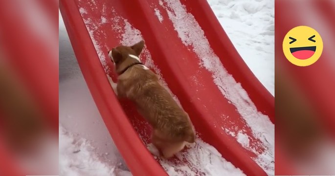 Dieser Corgi versucht die Rutsche hochzurennen. Was gleich passiert ist einfach nur witzig!