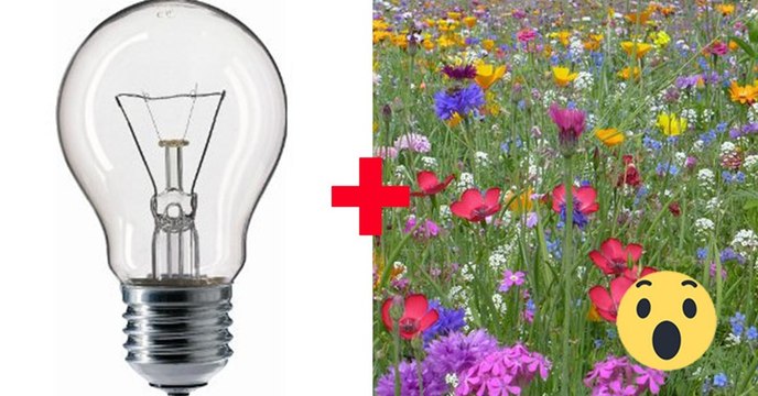 Flowerium : Blumen in der Glühbirne, der Trend aus Japan