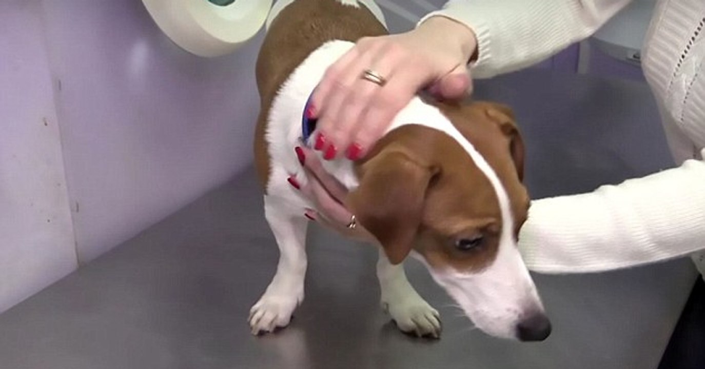 Russland: Eine Frau lässt ihren Welpen operieren, damit er die gleichen Ohren wie der Hund aus dem Film „Die Maske- hat!