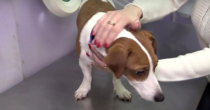 Russland: Eine Frau lässt ihren Welpen operieren, damit er die gleichen Ohren wie der Hund aus dem Film „Die Maske- hat!