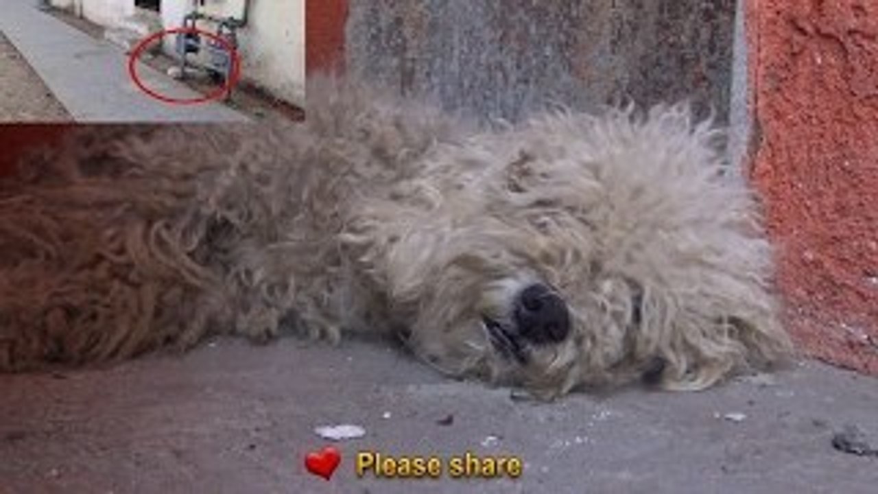 Sie finden diesen streunenden, verfilzten Pudel. Doch was dann passiert, wird euch zutiefst berühren!