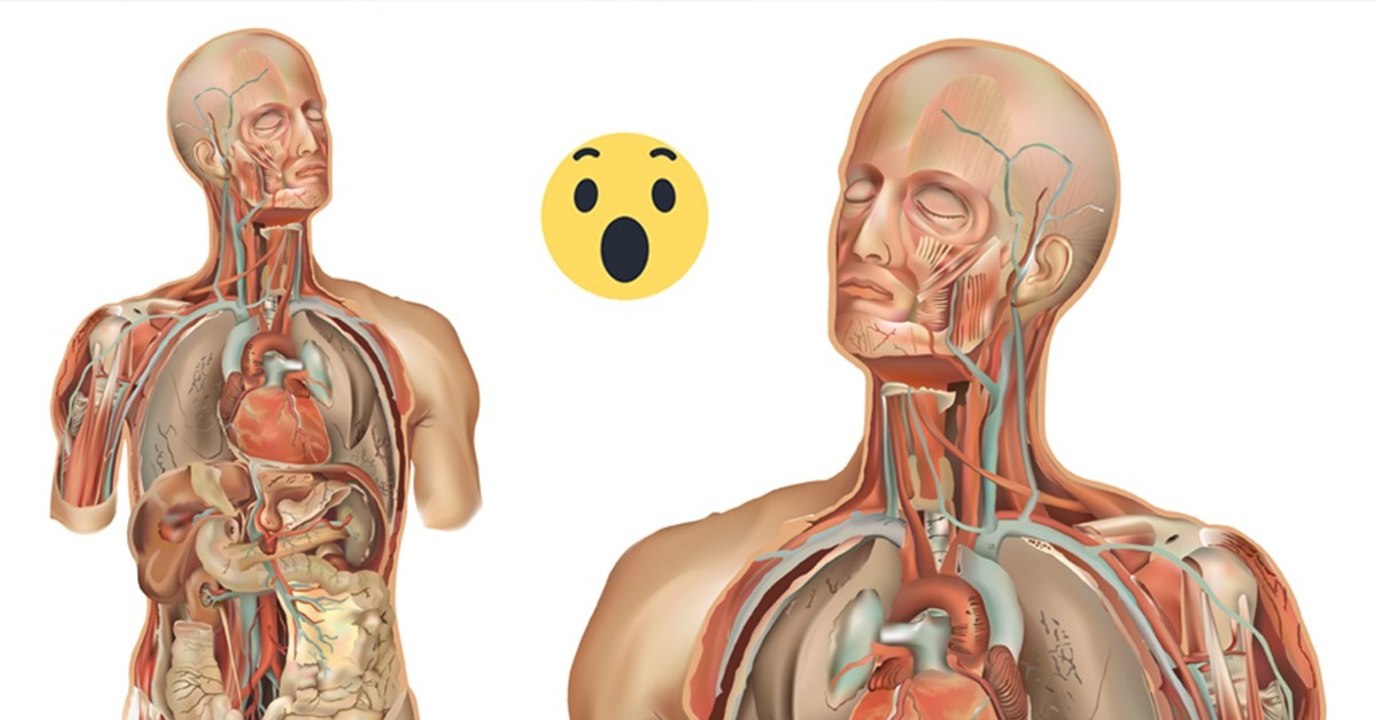 Regenerierung menschlicher organe: die leber kann's!