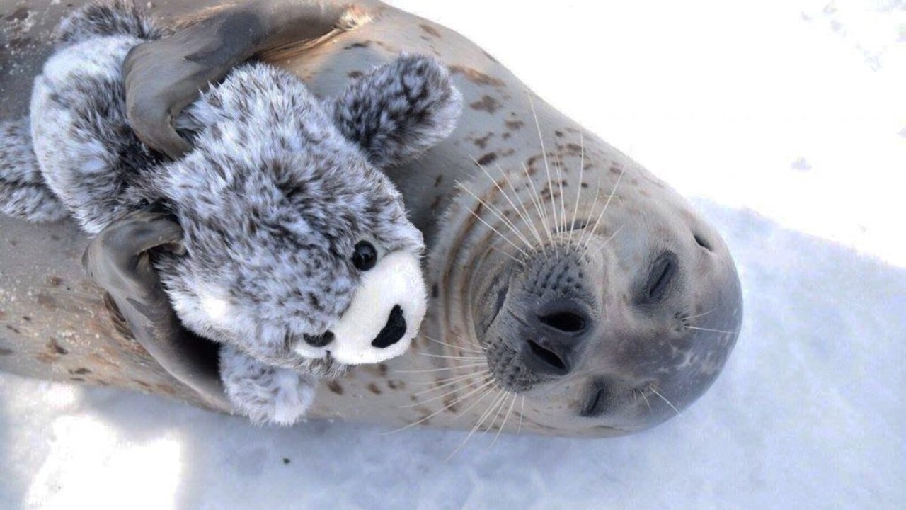 Japan: Die Fotos dieser jungen Robbe mit ihrem Kuscheltier lassen die Herzen der Internet-Benutzer höher schlagen!
