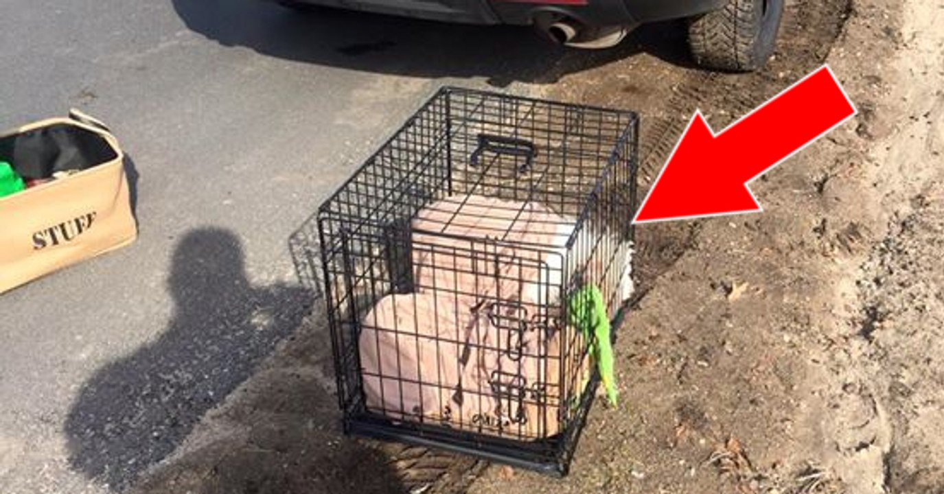 Die Polizei entdeckt diesen Käfig am Straßenrand. Ihr werdet nicht glauben können, was sich darin befindet!