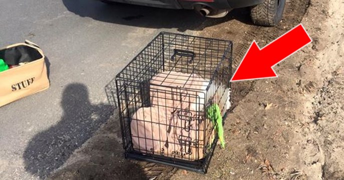 Die Polizei entdeckt diesen Käfig am Straßenrand. Ihr werdet nicht glauben können, was sich darin befindet!