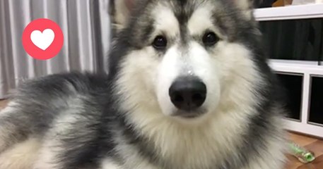 Скачать видео: Der Husky hat Schluckauf. Was gleich passiert, wird dich zum Schmunzeln bringen!