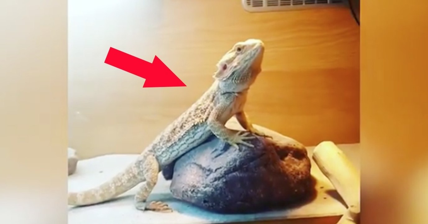 Sie winkt ihrer Eidechse. Wie die darauf reagiert, das habt ihr noch nicht gesehen!