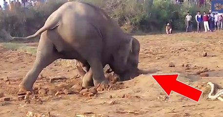 Indien: Eine Elefantenkuh versucht das Unmögliche, um ihr Junges aus einer schlammigen Grube zu retten