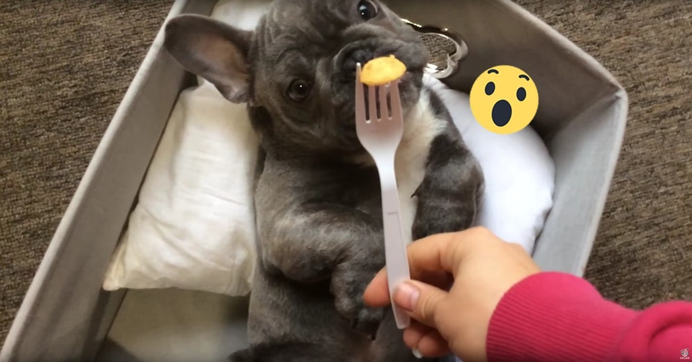 Der Bullterrier wird von seinem Frauchen gefüttert, doch achte darauf, WIE er isst. Einfach genial!