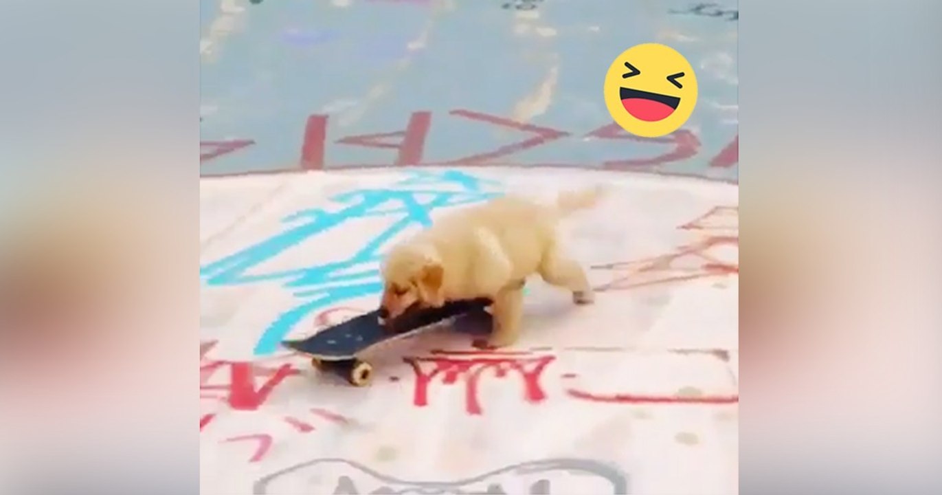 Dieser Welpe möchte Skateboard fahren, doch dann passiert etwas wirklich süßes!