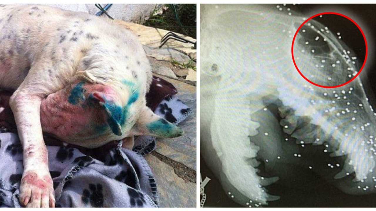Eine Frau rettet einen Hund, der über 50 Paintball-Kugeln in den Kopf bekommen hat!