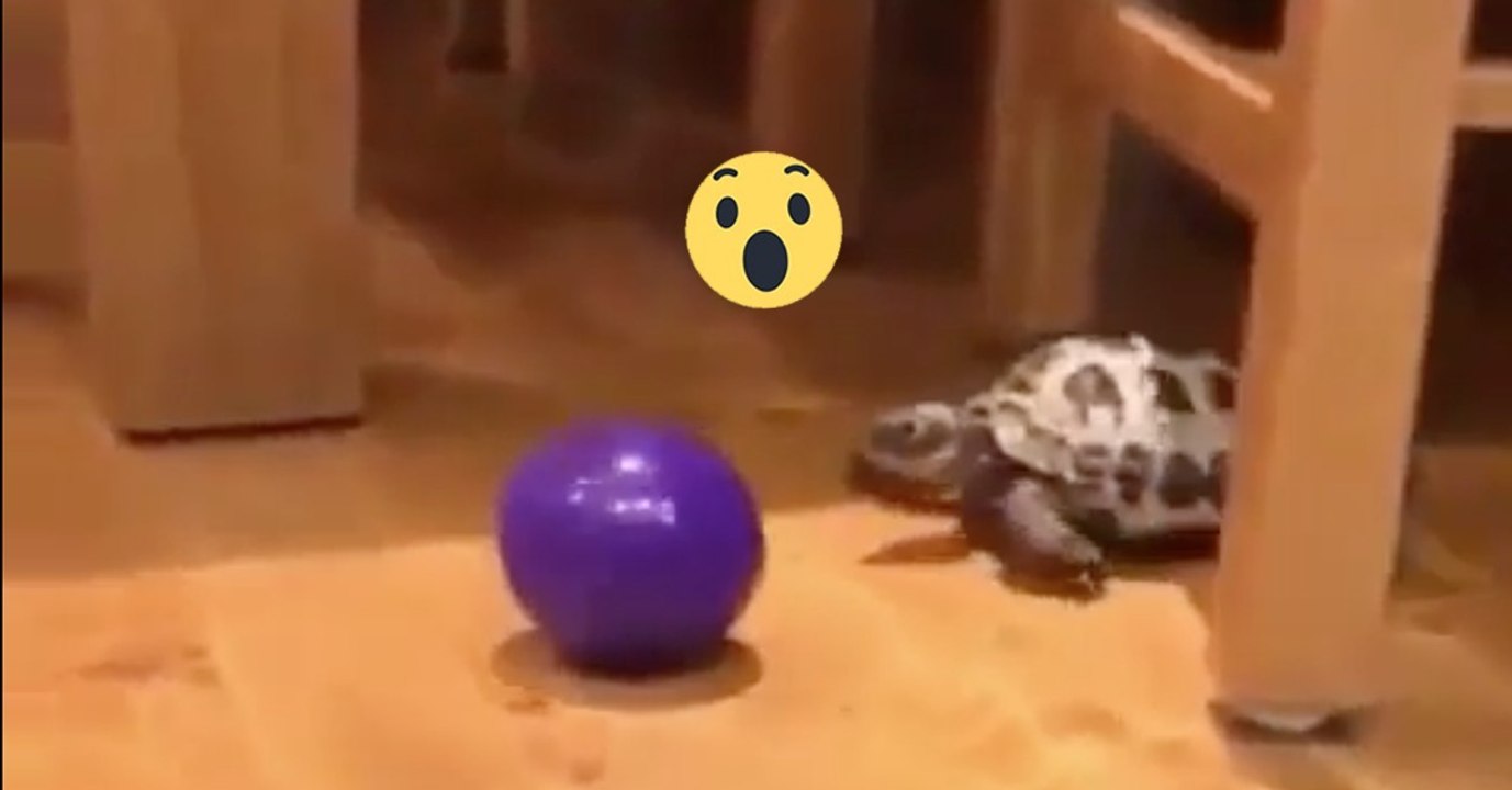 Die Schildkröte spielt mit ihrem Ball. Ihr habt noch nie eine Schildkröte SO schnell sein gesehen!