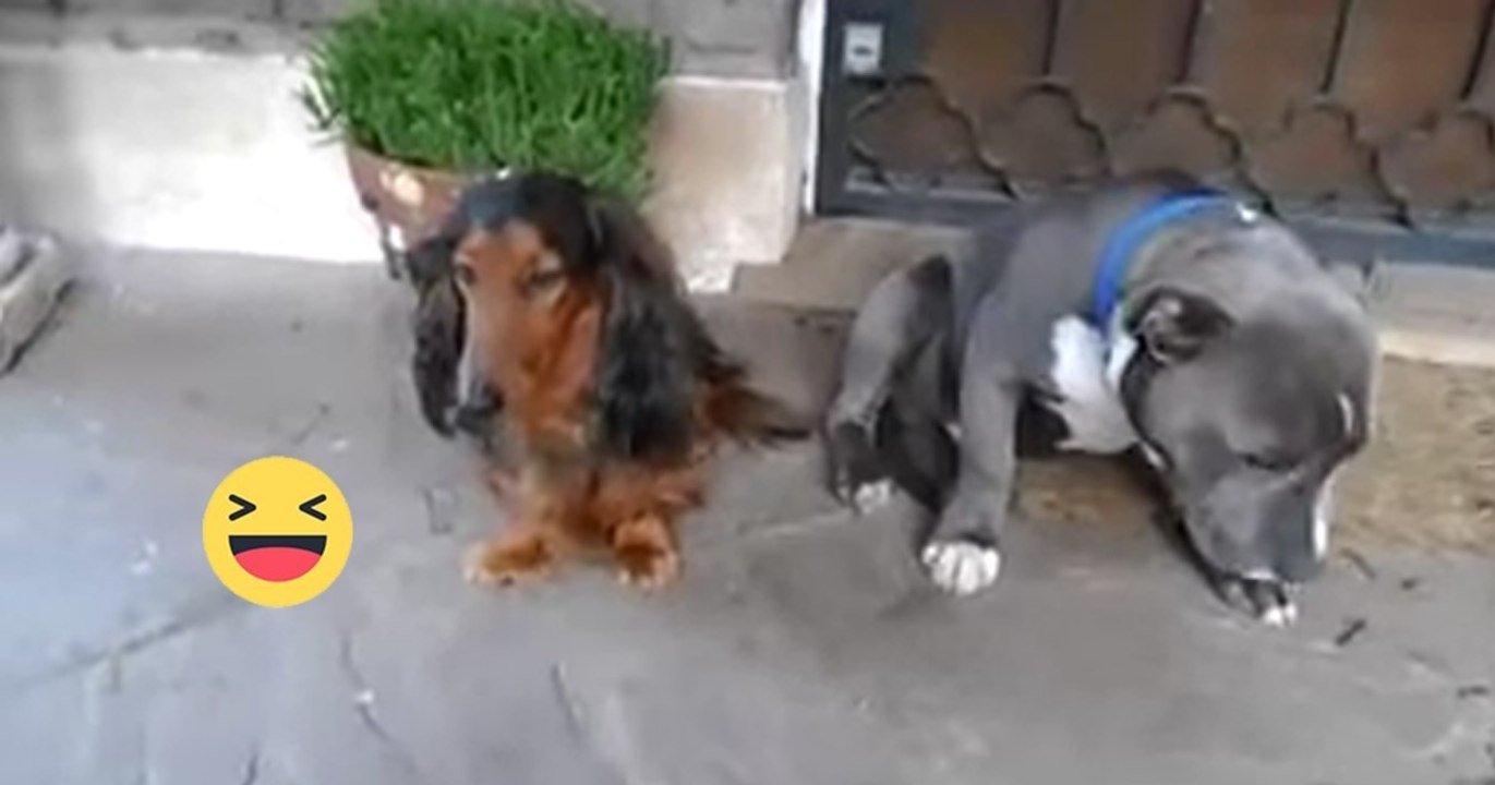 Einer der beiden hat den schuh zerkaut. als das herrchen schimpft, reagieren die beiden unglaublich witzig!
