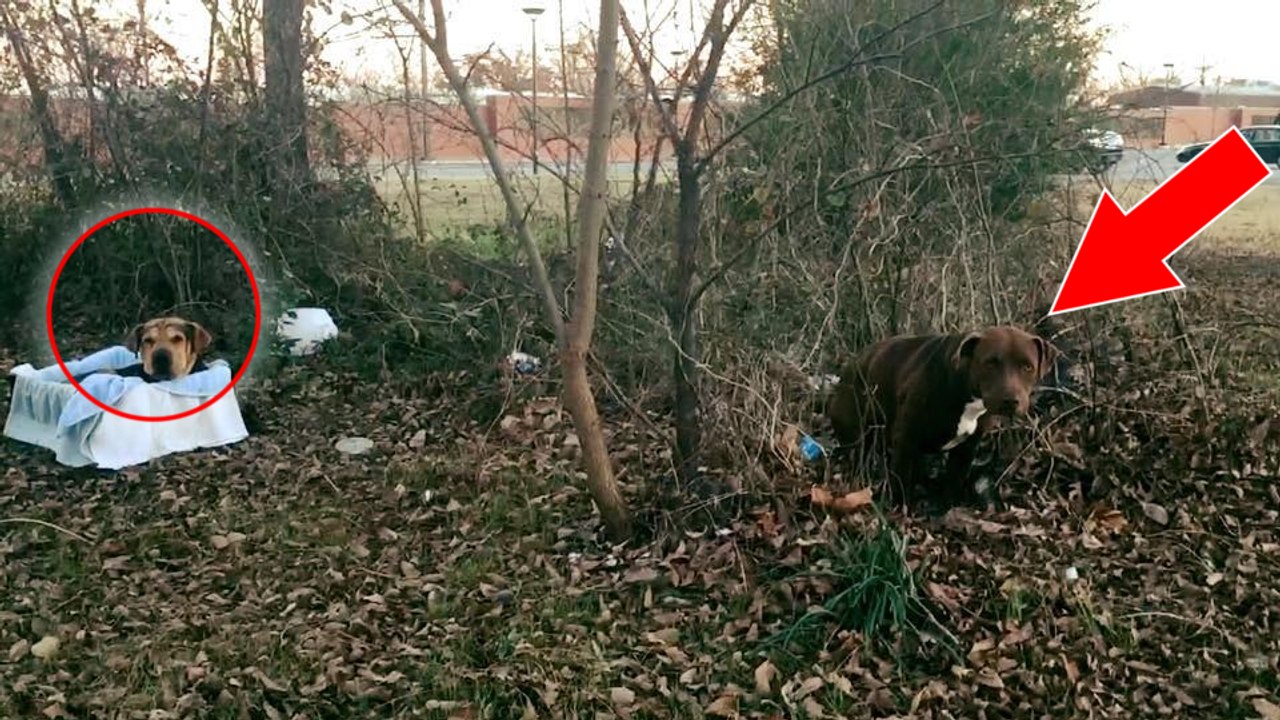 Eine Frau rettet einen ausgesetzten Hund, der sich schon aufgegeben hatte