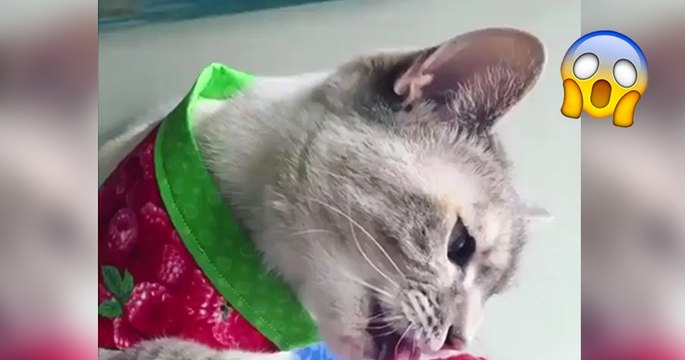 Diese Katze hat einen ganz besonderen Lieblingssnack! Ihr werdet aus dem Staunen nicht mehr herauskommen!