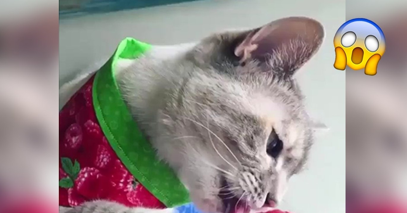 Diese Katze hat einen ganz besonderen Lieblingssnack! Ihr werdet aus dem Staunen nicht mehr herauskommen!