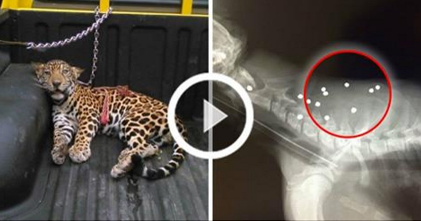 Das Jaguarbaby kann sich vor Schmerzen nicht mehr bewegen und ist dem Tode geweiht. Doch dann entdeckt der Tierarzt, was wirklich dahinter steckt!