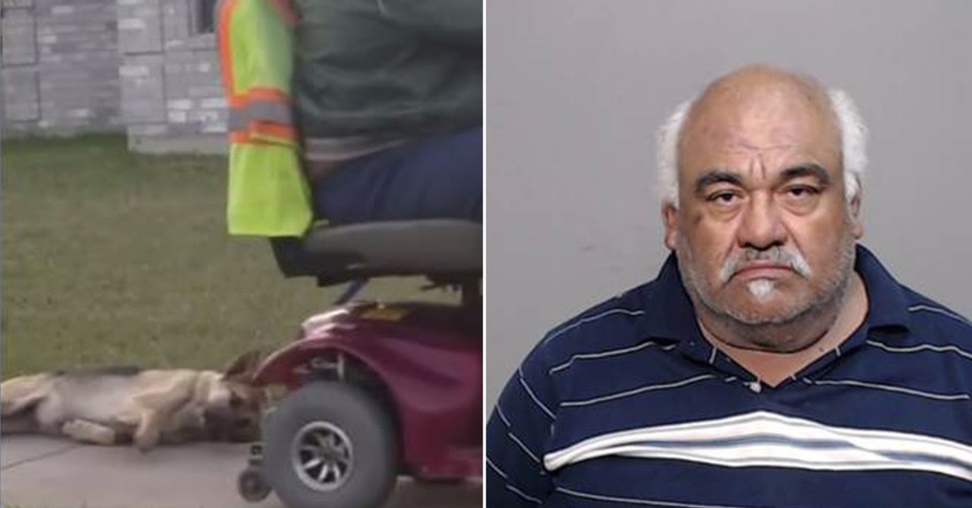 Ein Mann schleift seinen Hund hinter dem Rollstuhl her. Ihre Reaktion ist die einzig Richtige!